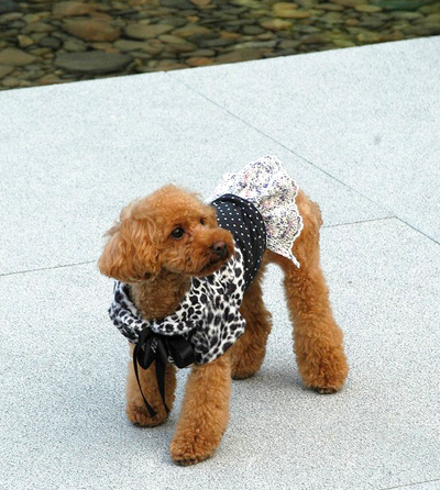 A new item, Ribbon dress sewing pattern for dog is on sale.