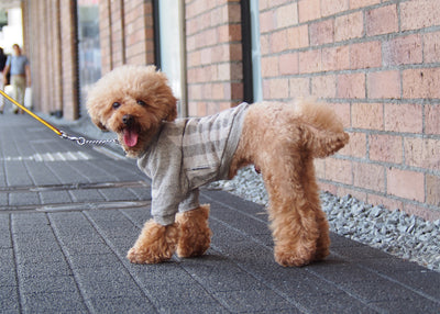 Sweat shirt and 3way hoodies sewing pattern for dog is on sale.