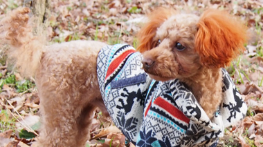 A new item, Blouson Jacket sewing pattern for dog is on sale.