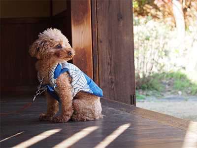 A new item, Chanchanko (Japanese vest) sewing pattern for dog is on sale.