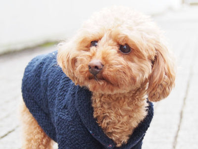 A new item, Shawl collar cardigan sewing pattern for dog is on sale.
