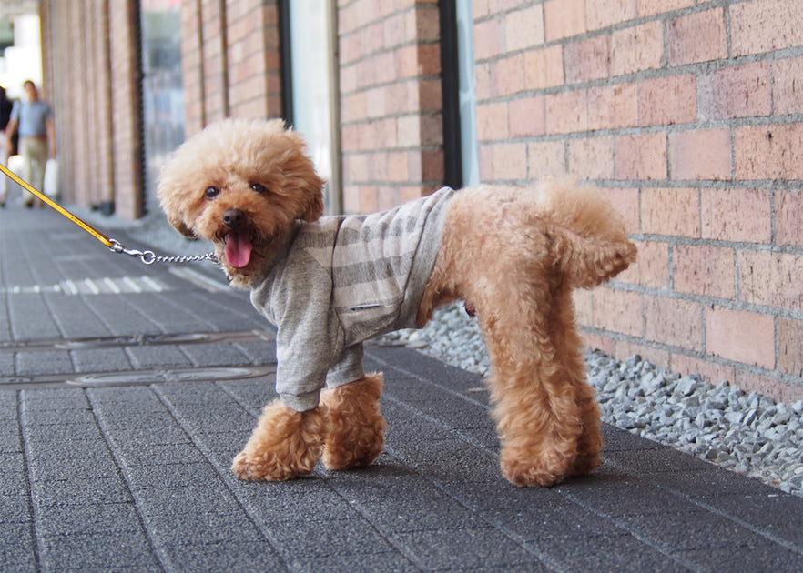 Sweat shirt and 3way hoodies sewing pattern for dog is on sale. Dog clothes sewing patterns