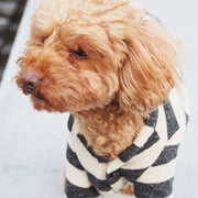 A dog wearing cardigan