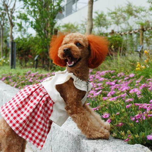 Dog Summer dress Sewing Pattern - Dog clothes sewing patterns shop milla milla Dog Summer dress Sewing Pattern - Dog clothes sewing patterns shop milla milla
